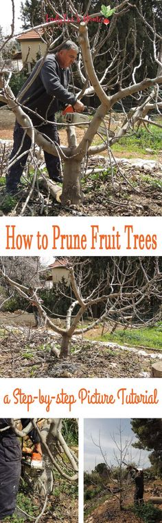 how to prune fruit trees in the garden with pictures and instructions on how to prune them