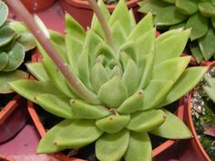 several small succulents in clay pots on a table with other plants around them