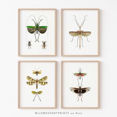 four framed insect prints on a white wall