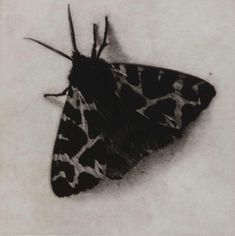 a black and white photo of a moth