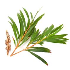 Tea Tree Australian Tea Tree, Wart Remover, Henna Stain, Melaleuca Alternifolia, Skin Tissue, Tea Tree Essential Oil, Dehydrated Skin, Skin Healing, Tree Oil