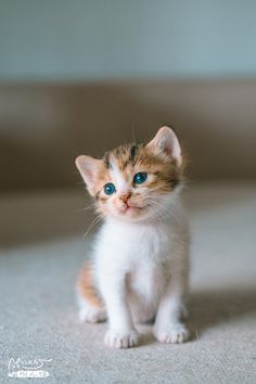 a small kitten with blue eyes sitting on the floor