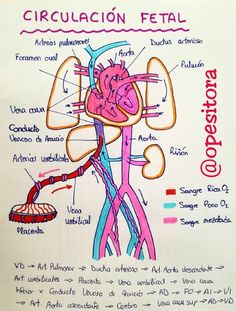 a diagram of the circulators and their corresponding structures on a whiteboard