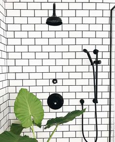 a bathroom with black and white tile, green plant in the shower head next to the faucet