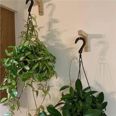 there are two plants hanging from hooks on the wall