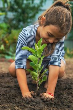 If you’d like to encourage your children to try some garden projects, you’re in the right place.  We’ve rounded up ten great garden activities for kids that will help them to spend time outside, get active, and have fun! Nature Puns, Kids Gardening, Growing Sunflowers, Garden Activities, Gardening Projects, Growing Microgreens, Wildlife Gardening, Plant Lighting, Wildflower Seeds