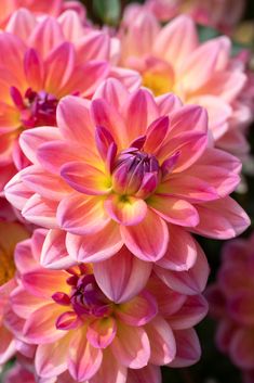 pink and yellow flowers with green leaves in the background