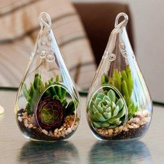 two glass vases with plants in them on top of a table next to each other