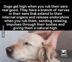 a dog is being petted by its owner and the caption says, did you know? dogs get high when you rub their ears