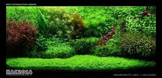 an aquarium filled with lots of green plants