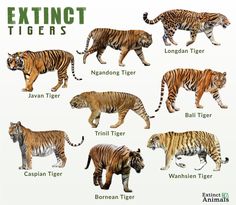 an image of different types of tigers