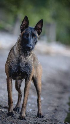 a brown and black dog standing on top of a dirt road