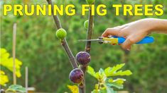 a person pruning fig trees with scissors