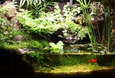 a fish tank filled with water and plants