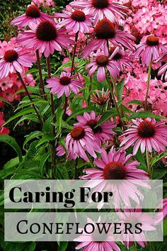 pink flowers with the words caring for coneflowers