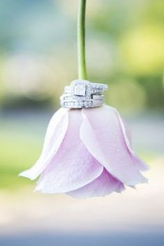 a pink flower with two wedding rings on it