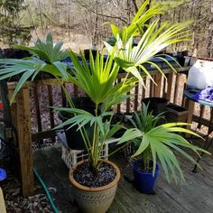 some plants are sitting on a wooden deck