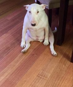 a white dog is sitting under a table