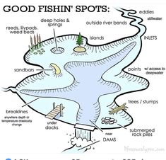 an image of a fish that is labeled in the text, good fish spots and other things