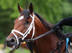 a close up of a horse wearing a bridle