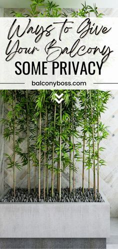 bamboo trees with text overlay that says, ways to give your balcony some privacy