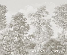 an image of a forest scene with trees in the foreground and clouds in the background