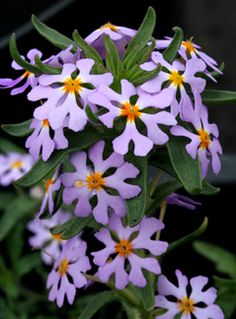 small purple flowers with yellow centers blooming in the garden