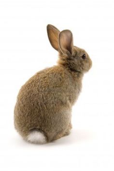 a brown rabbit sitting on top of a white floor