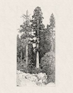 a black and white drawing of trees in the woods with rocks on the ground next to them