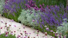 purple and white flowers are growing in the garden