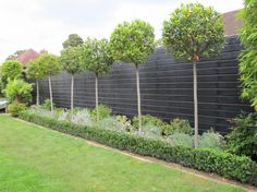 a row of trees next to a black fence