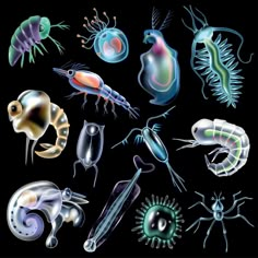 an assortment of different types of sea animals and algaes on a black background with clipping