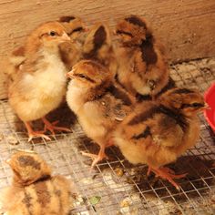 five baby chickens are sitting on the floor next to a red bowl