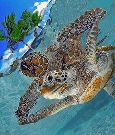 a sea turtle swimming in the ocean