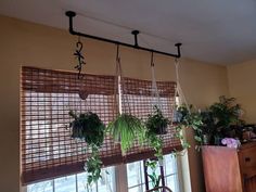 some plants are hanging from the ceiling in front of a window with blinds on it