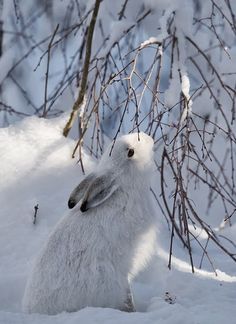 an animal that is sitting in the snow