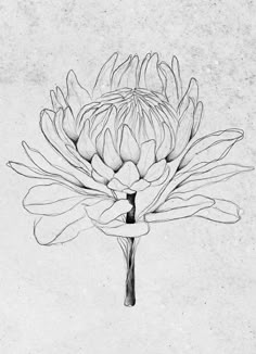 a black and white drawing of a large flower