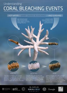 an info poster describing coral bleaching events