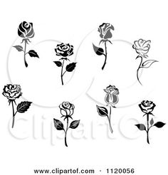 six black and white roses on a white background