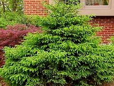 a small green tree in front of a brick building