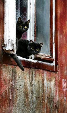 two black cats looking out the window of an old building with peeling paint on it