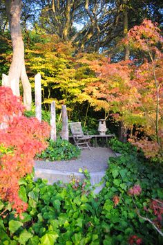 a bench sitting in the middle of a garden surrounded by trees and bushes with fall colors