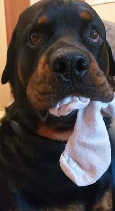 a black and brown dog with a white towel in its mouth looking at the camera