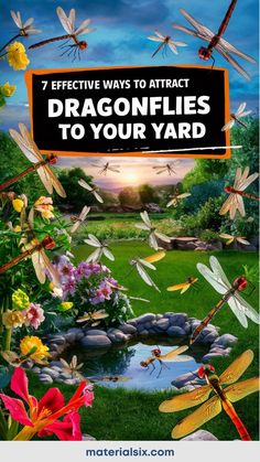 7 effective ways to attract dragonflies to your yard Attracting Dragonflies, Best Plants, Water Sources