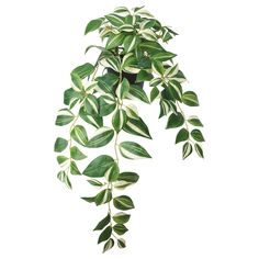 a plant with white and green leaves hanging from it's stems, on a white background