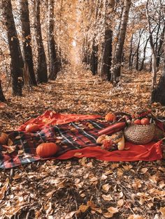 a blanket with pumpkins on it laying in the leaves next to a forest path