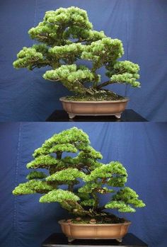 two pictures of a bonsai tree in a pot on top of a black table