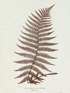 a drawing of a fern leaf on white paper