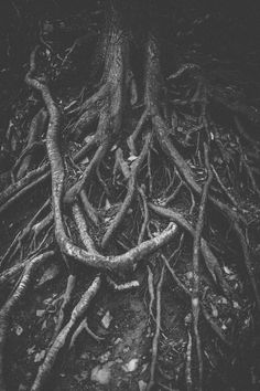 black and white photograph of tree roots