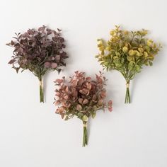 three different types of flowers on a white background